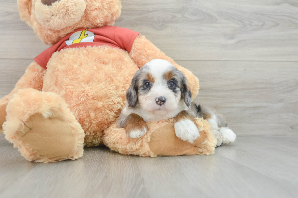 7 week old Mini Aussiedoodle Puppy For Sale - Simply Southern Pups