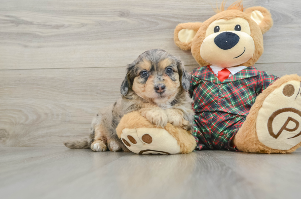 5 week old Mini Aussiedoodle Puppy For Sale - Simply Southern Pups