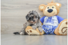 Mini Aussiedoodle Puppy for Adoption