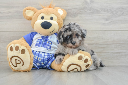 Mini Aussiedoodle Pup Being Cute