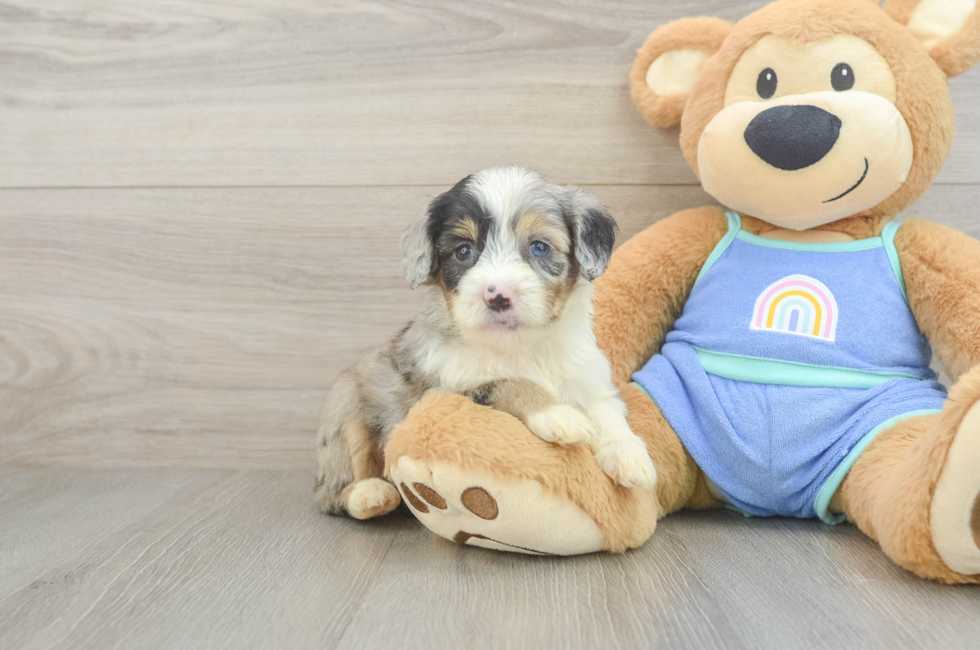 5 week old Mini Aussiedoodle Puppy For Sale - Simply Southern Pups