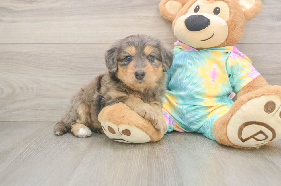 6 week old Mini Aussiedoodle Puppy For Sale - Simply Southern Pups