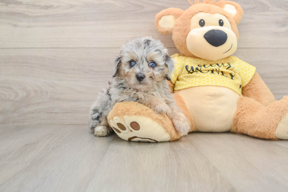 Mini Aussiedoodle Pup Being Cute