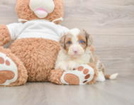 7 week old Mini Aussiedoodle Puppy For Sale - Simply Southern Pups