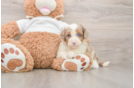 Mini Aussiedoodle Pup Being Cute
