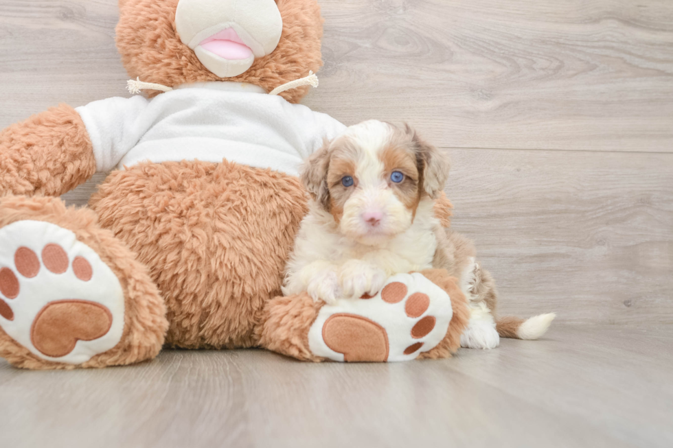 Mini Aussiedoodle Pup Being Cute