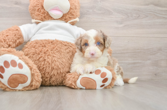 Mini Aussiedoodle Pup Being Cute