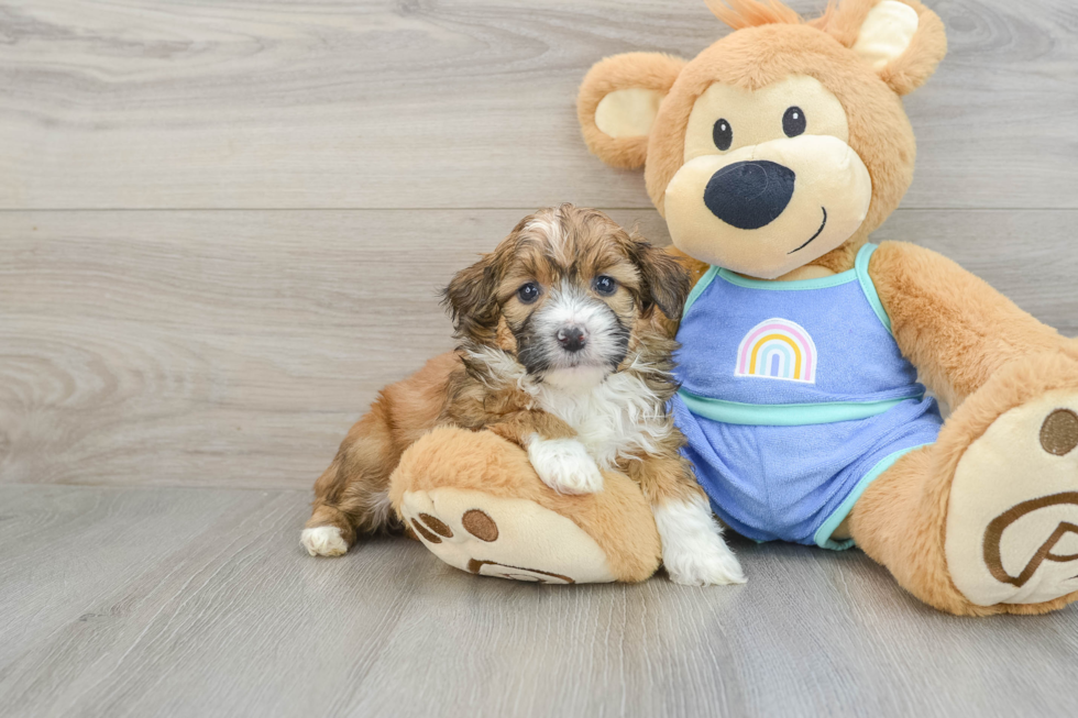 Energetic Aussie Poo Poodle Mix Puppy