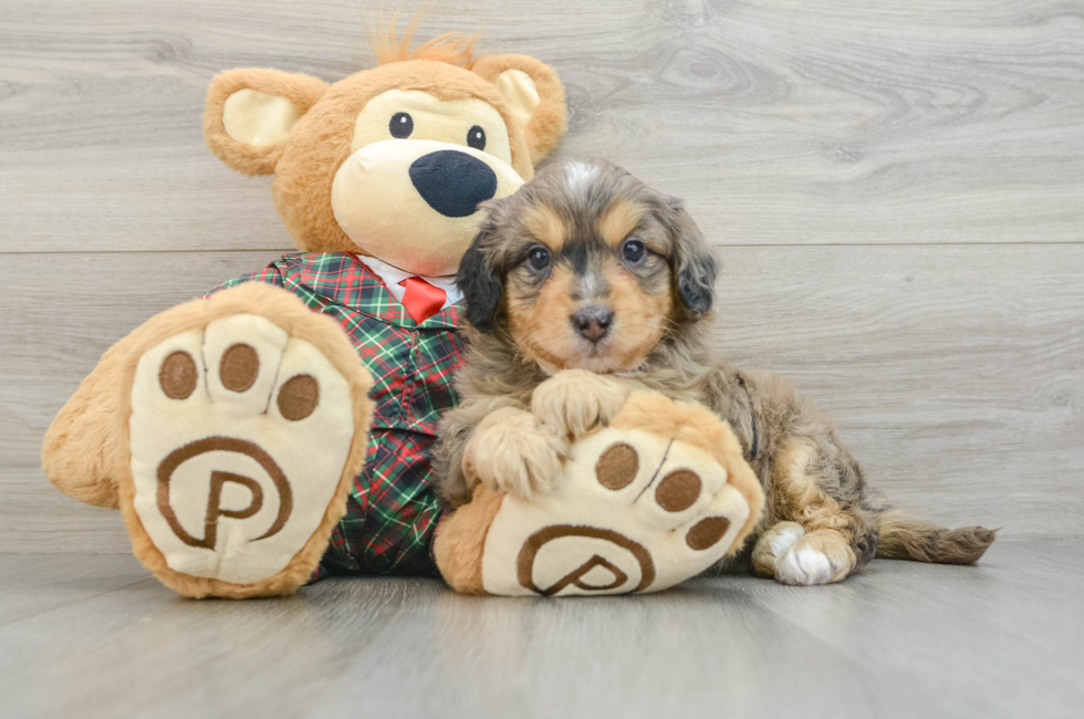 5 week old Mini Aussiedoodle Puppy For Sale - Simply Southern Pups