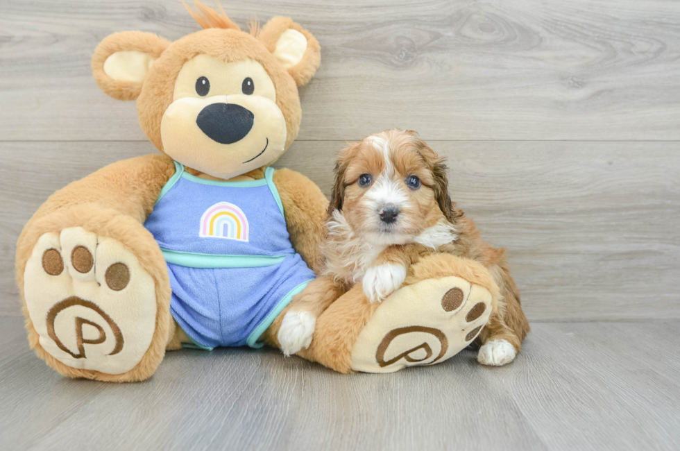 6 week old Mini Aussiedoodle Puppy For Sale - Simply Southern Pups