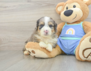 8 week old Mini Aussiedoodle Puppy For Sale - Simply Southern Pups