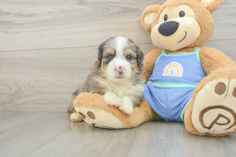 5 week old Mini Aussiedoodle Puppy For Sale - Simply Southern Pups