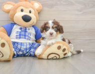 8 week old Mini Aussiedoodle Puppy For Sale - Simply Southern Pups
