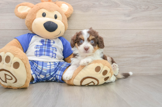 Best Mini Aussiedoodle Baby