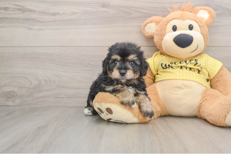 Little Aussiepoo Poodle Mix Puppy
