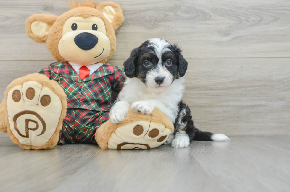 5 week old Mini Aussiedoodle Puppy For Sale - Simply Southern Pups