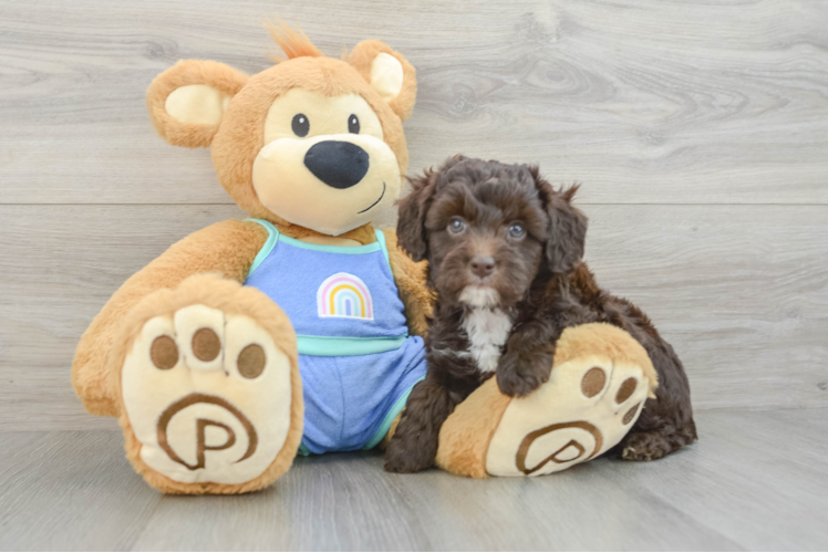 Mini Aussiedoodle Pup Being Cute