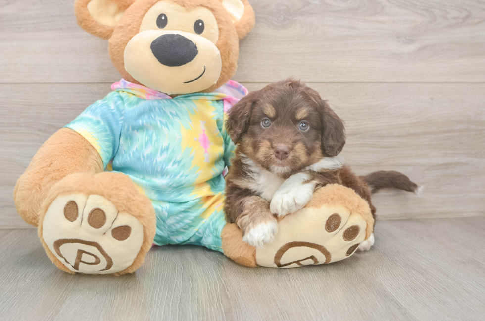 6 week old Mini Aussiedoodle Puppy For Sale - Simply Southern Pups