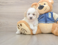 7 week old Mini Aussiedoodle Puppy For Sale - Simply Southern Pups