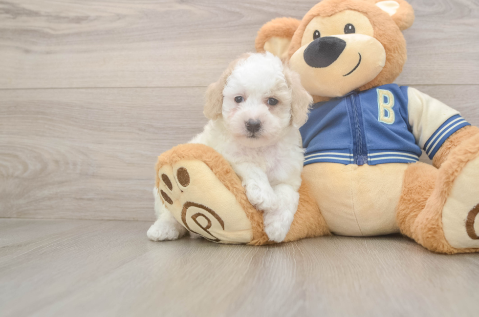5 week old Mini Aussiedoodle Puppy For Sale - Simply Southern Pups