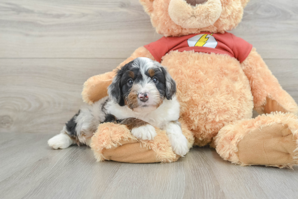 Little Mini Aussiepoo Poodle Mix Puppy