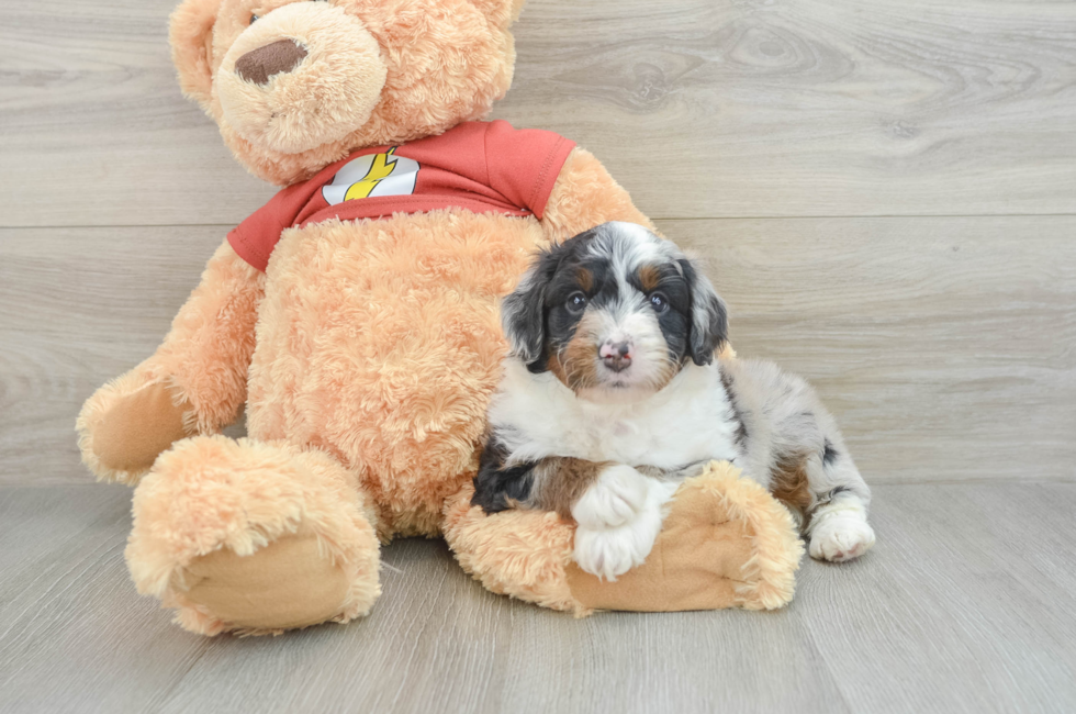 7 week old Mini Aussiedoodle Puppy For Sale - Simply Southern Pups