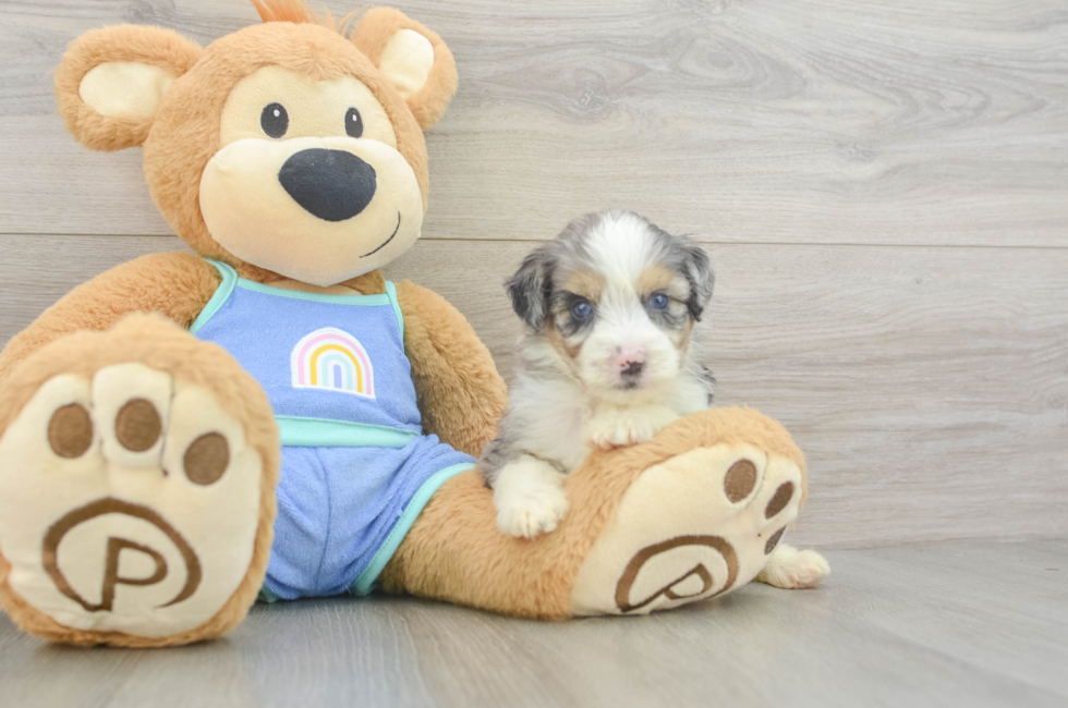 5 week old Mini Aussiedoodle Puppy For Sale - Simply Southern Pups