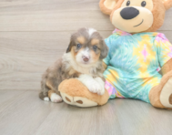 8 week old Mini Aussiedoodle Puppy For Sale - Simply Southern Pups
