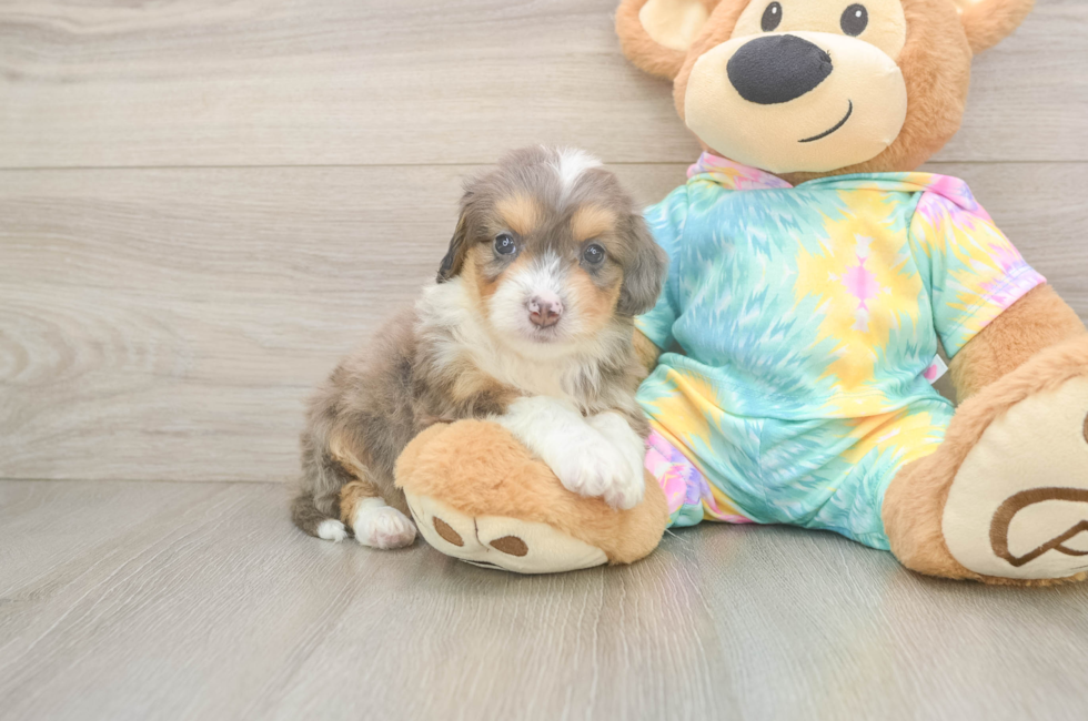 6 week old Mini Aussiedoodle Puppy For Sale - Simply Southern Pups