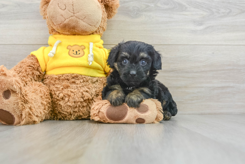 Sweet Mini Aussiedoodle Baby