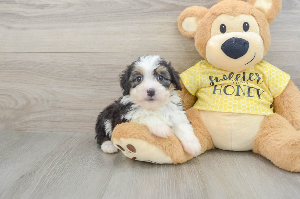 6 week old Mini Aussiedoodle Puppy For Sale - Simply Southern Pups