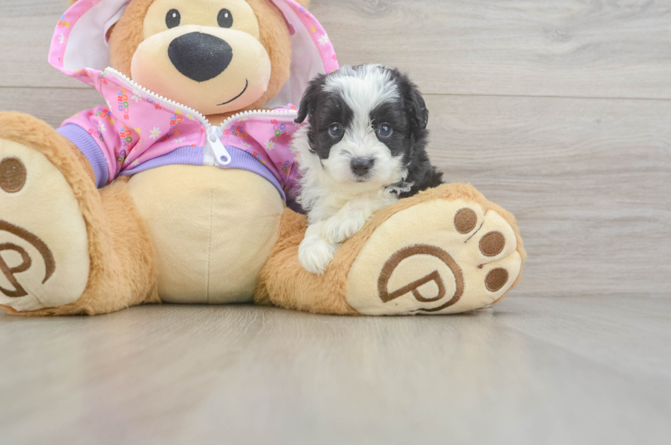 5 week old Mini Aussiedoodle Puppy For Sale - Simply Southern Pups