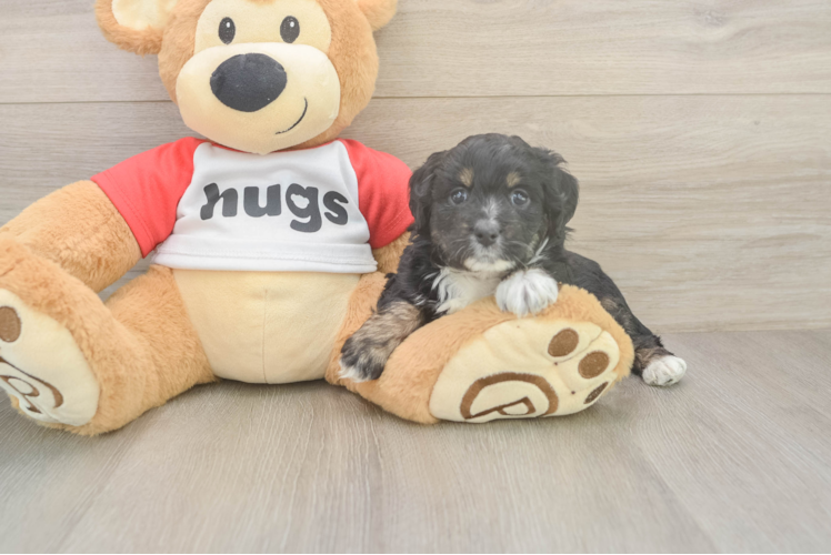Popular Mini Aussiedoodle Poodle Mix Pup