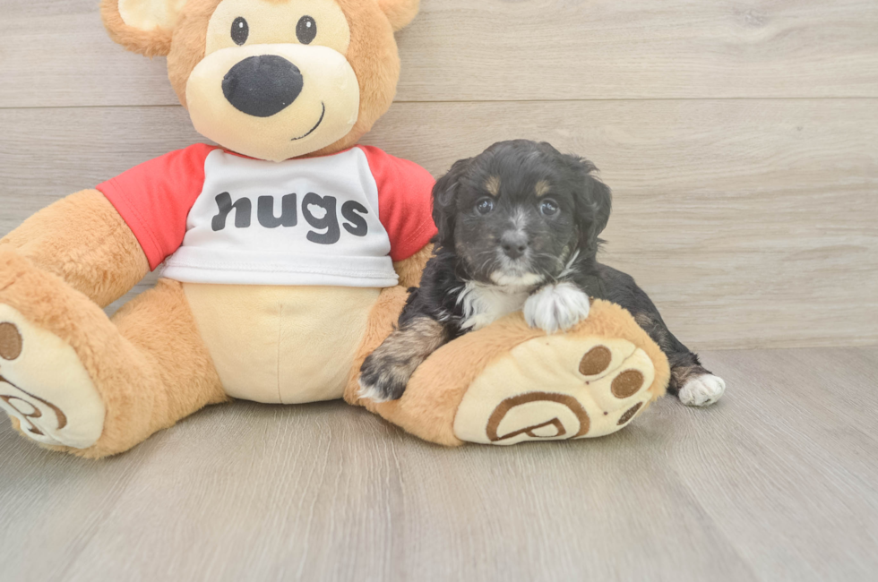 5 week old Mini Aussiedoodle Puppy For Sale - Simply Southern Pups