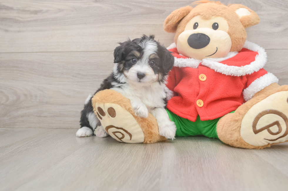 5 week old Mini Aussiedoodle Puppy For Sale - Simply Southern Pups