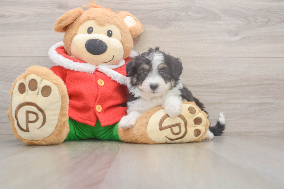 Funny Mini Aussiedoodle Poodle Mix Pup