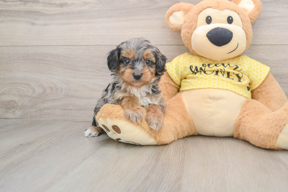 Small Mini Aussiedoodle Baby