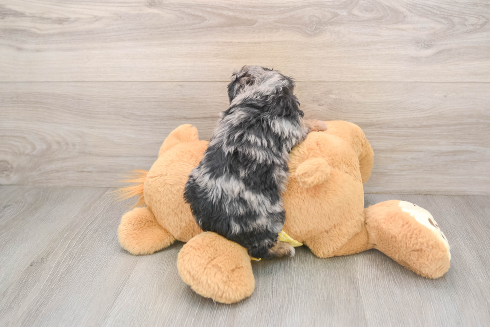 Best Mini Aussiedoodle Baby