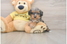 Friendly Mini Aussiedoodle Baby