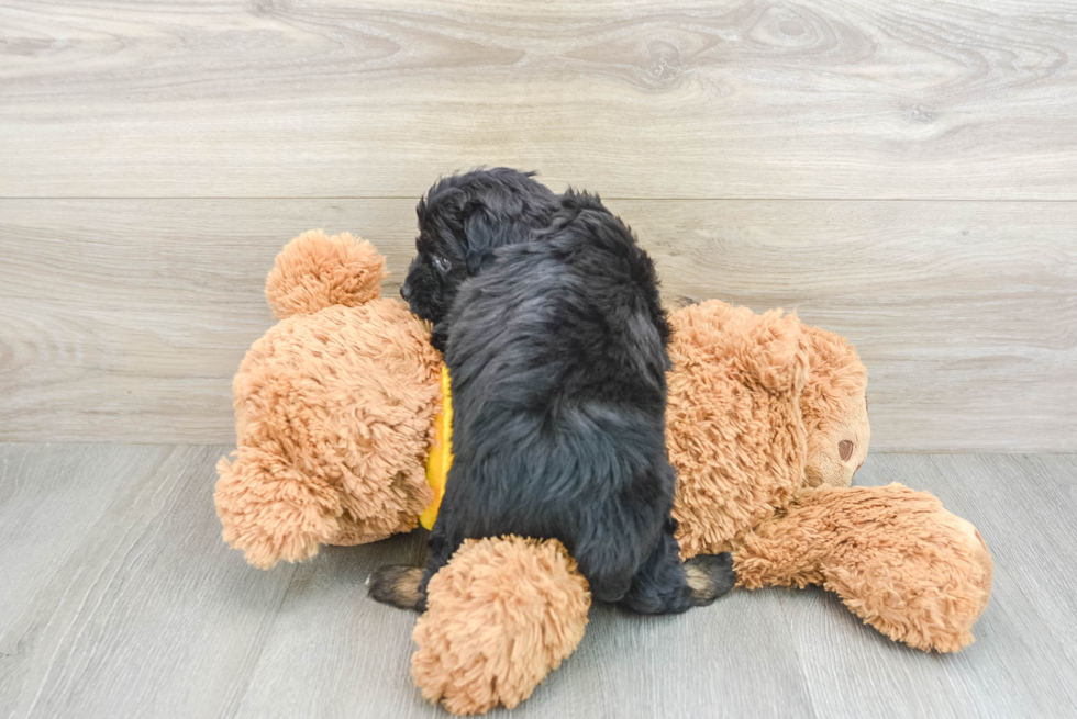 Mini Aussiedoodle Pup Being Cute