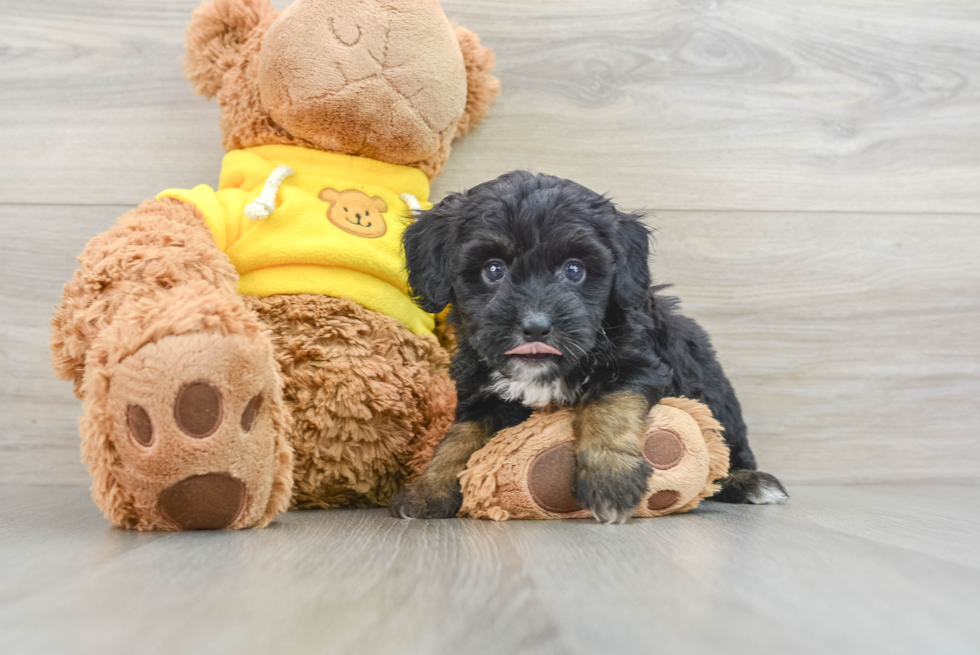 Petite Mini Aussiedoodle Poodle Mix Pup