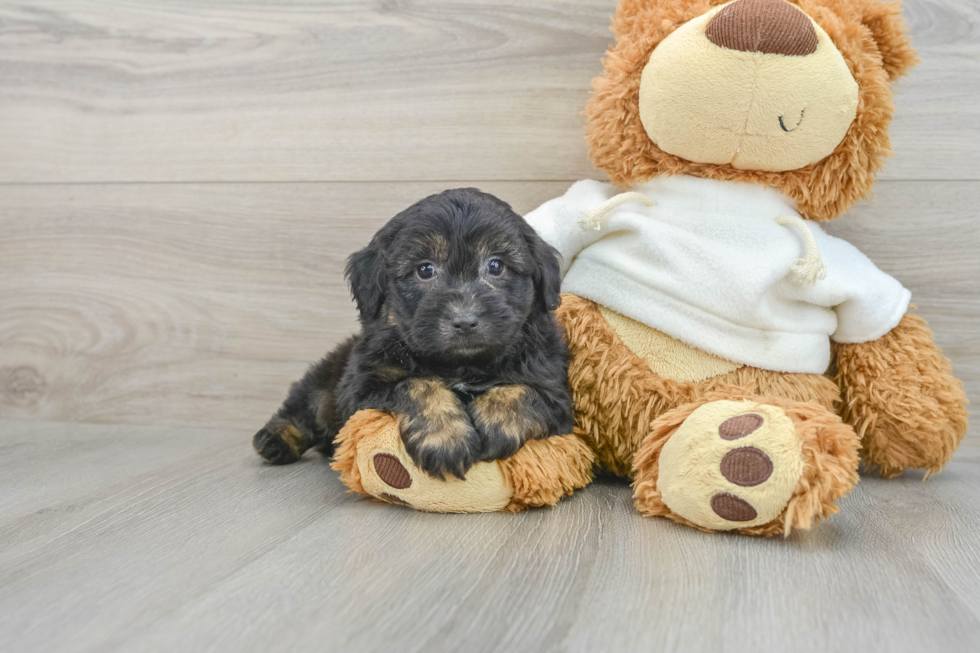 Best Mini Aussiedoodle Baby