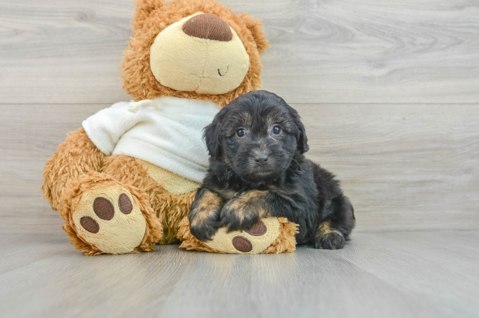 6 week old Mini Aussiedoodle Puppy For Sale - Simply Southern Pups