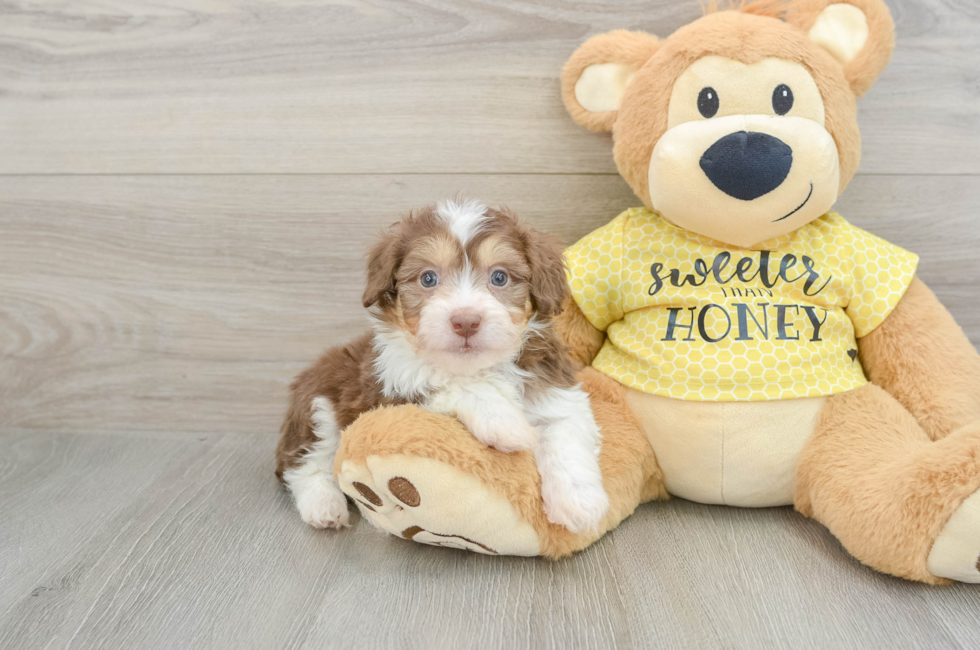 6 week old Mini Aussiedoodle Puppy For Sale - Simply Southern Pups