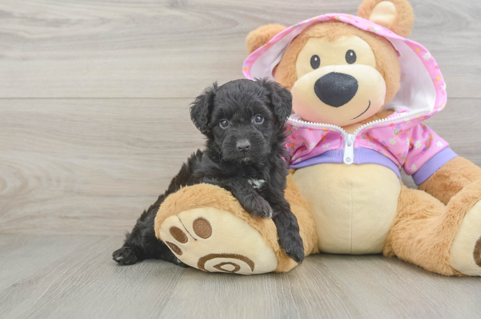 5 week old Mini Aussiedoodle Puppy For Sale - Simply Southern Pups