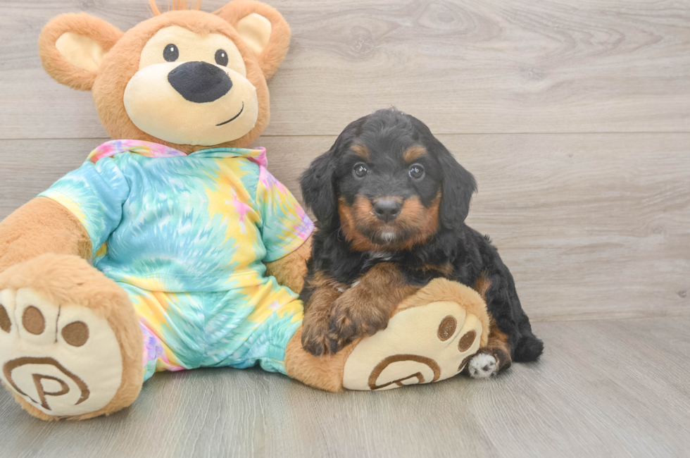 5 week old Mini Aussiedoodle Puppy For Sale - Simply Southern Pups