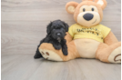 Mini Aussiedoodle Pup Being Cute