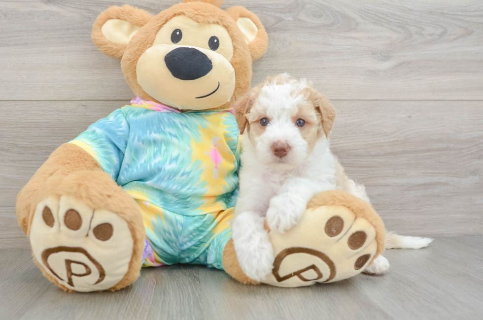 5 week old Mini Aussiedoodle Puppy For Sale - Simply Southern Pups