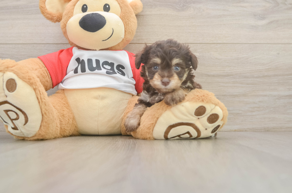 6 week old Mini Aussiedoodle Puppy For Sale - Simply Southern Pups