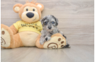 Mini Aussiedoodle Puppy for Adoption